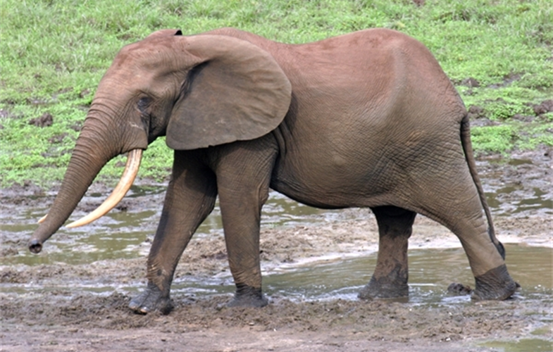 elephant in bais